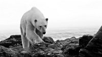 289 - HERE I COME - SKAUG JORGEN - norway <div